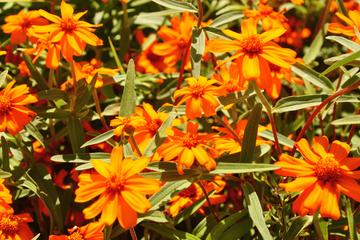 Zinnia angustifolia.png